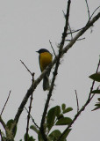 Slate-throated Whitestart