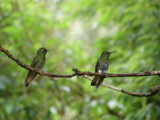Hummingbirds