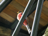 Masked Trogon female
