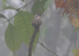 Speckled Hummingbird