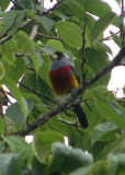 Toucan Barbet