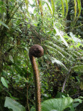 Tree fern frond