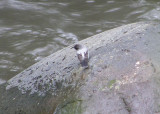White-capped Dipper