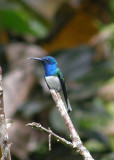 White-necked Jacobin