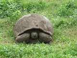 Galapagos Tortoise