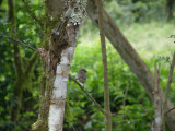 Small Ground Finch