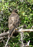 Galapagos Hawk