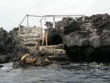 Sea lions impeding landing