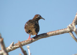 Galapagos Dove