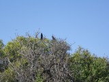 Smooth-billed Ani