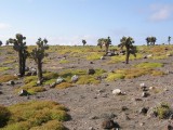Plateau