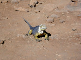 Land Iguana