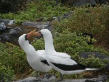 Two Nazca Boobies