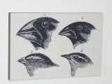 Darwins Finches at Floreana