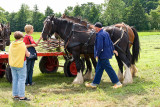 greeting the work horses
