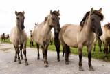konik horses 3