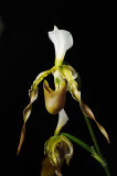 Paphiopedilum dianthum