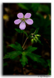 Birdsfoot Violet