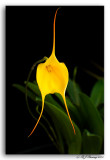 Masdevallia Angel Tang