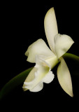 Cattleya walkeriana x Rhyncholaelia gluaca