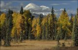 Denali across the Forests