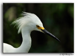 Snowy Egret