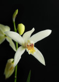 Bletilla yunnanensis