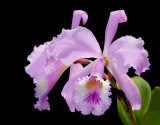 Cattleya warneri