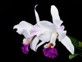 Cattleya mendelii_Rayo de Luna