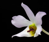 Dendrobium trantuanii