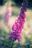 digitalis