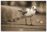 hello bird