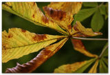 autumn leafs