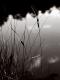 lake and grass
