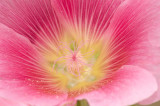 hollyhock-0007.jpg