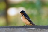 Barn Swallow