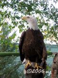 American Bald Eagle by MJ