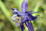 Columbine