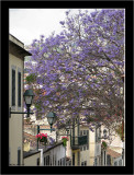 Madeira_Funchal_11.jpg