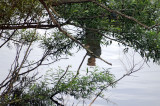 fishing Canada Pond