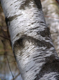 birch bark
