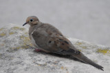 Mourning dove at Ochre Court