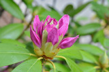 rhododendron