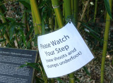 bamboo grove