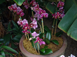 dendrobium orchids