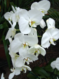 white phalaenopsis orchids