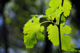 leaves in the sun