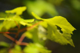 light in the leaves