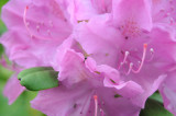ants on a blossom
