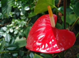 red anthurium